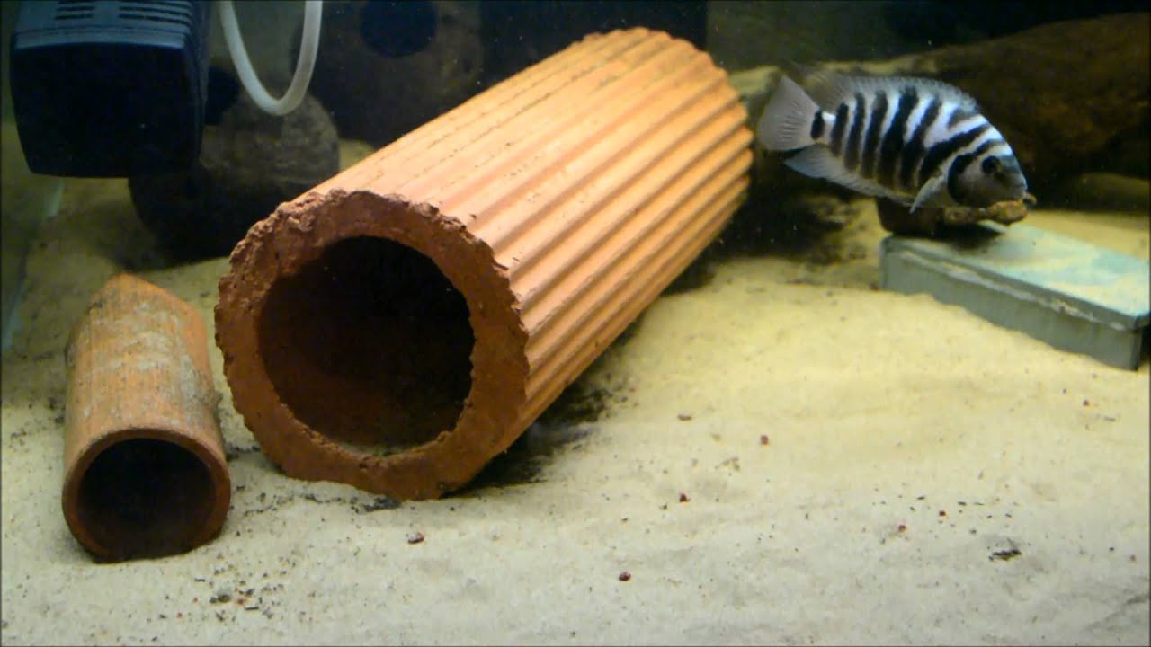 pair of words list Wild caught Amatitlania siquia 'Rio Tempisque' pair defending fry