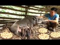 Another sow gives birth. Chickens also lay a lot of eggs. Robert | Green forest life
