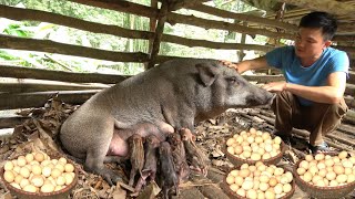 Another sow gives birth. Chickens also lay a lot of eggs. Robert | Green forest life