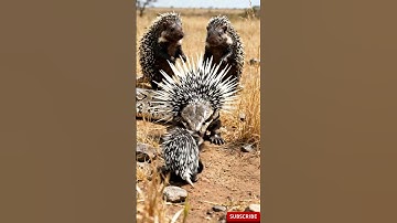 🐍Will the python  get the porcupine🦡❓
