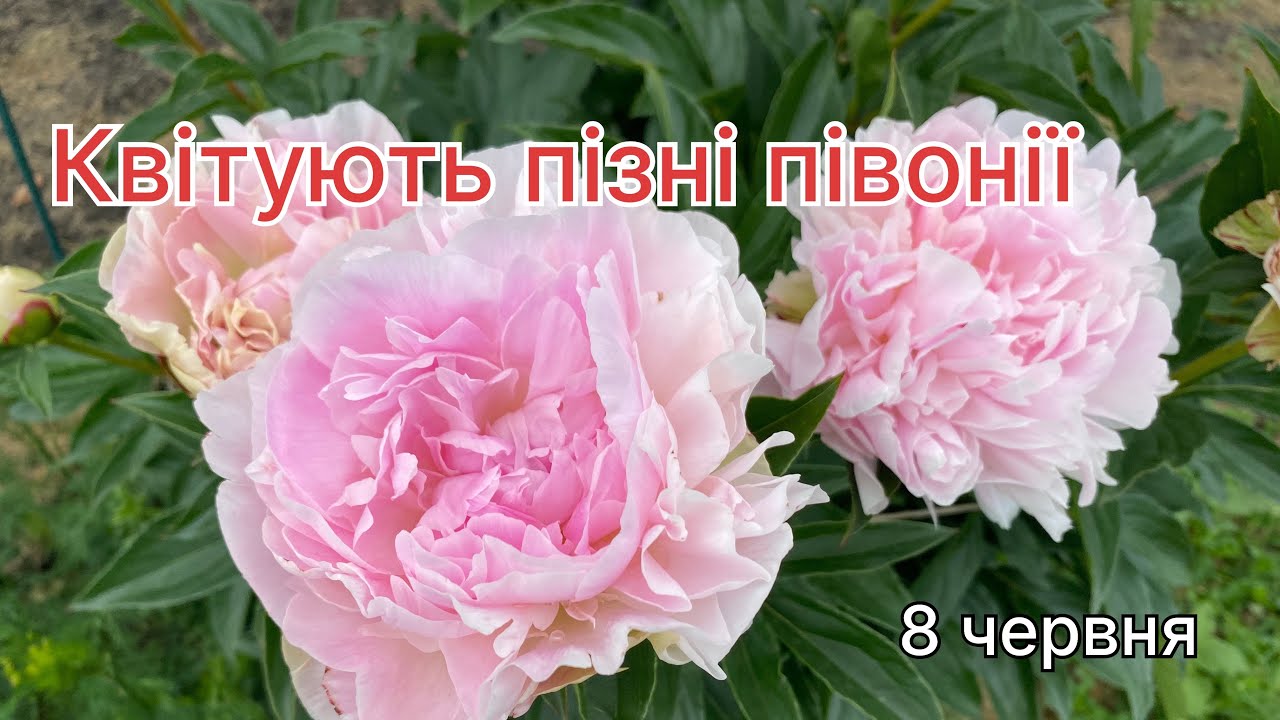 Пізні, чарівні півонії в моєму саду #півонія #anncousins #solange #garden #мійсад