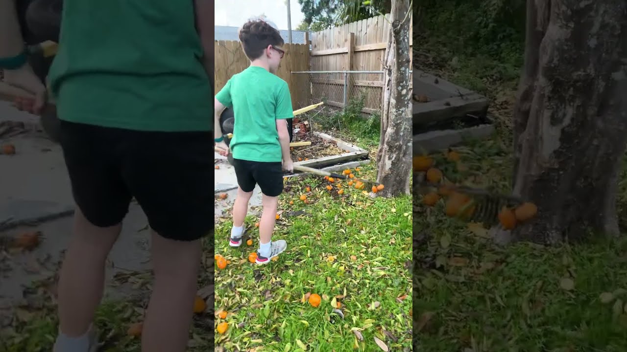 THEY RE SATSUMAS Satsuma Tree Comedy
