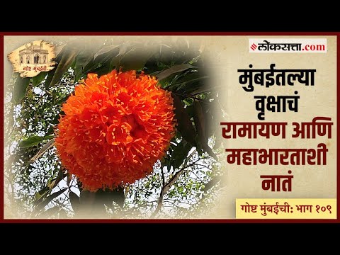 गोष्ट मुंबईची भाग : १०९ | मुंबईचा 'जिवंत वारसा' जपणारी दुर्मिळ वृक्षसंपदा - भाग २