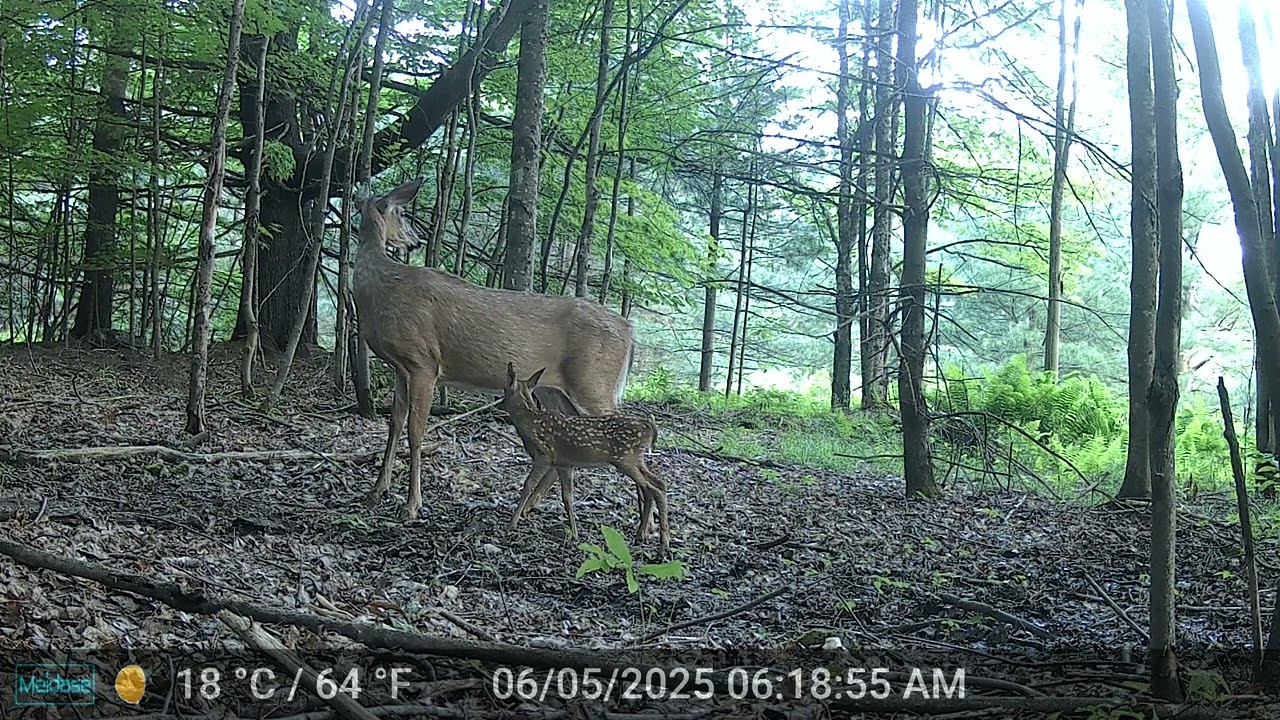 Doe and fawn (Mike Frisbie)