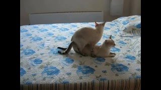 Кошка помогает младшей кошке пережить течку! Улётное видео! Тайские кошки - это чудо! Funny Cats Кошка помогает младшей кошке пережить течку! Улётное видео! Тайские кошки - это чудо! Funny Cats