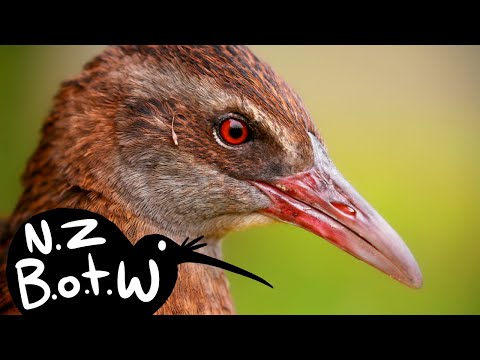 Weka - New Zealand Bird of the Week