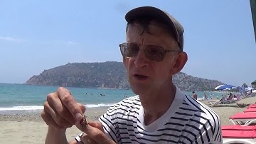 Red Palm Weevil Rhynchophorus ferrugineus in Alanya, Turkiye