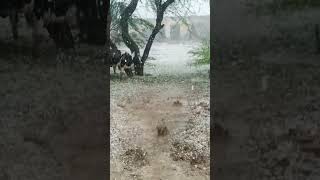 Zala Bari In Layyah