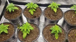 #SouthBayGenetics #MarsHydroTS1000