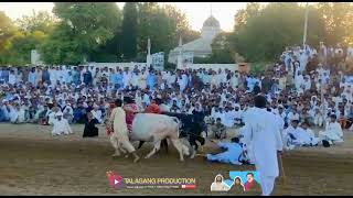 Jalsa Karah Talagang Chakwal 2023 New Bail Race Bull Race In Pakistan Red Bull Best Bull