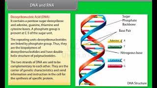 Ch 14 - Biomolecules | DNA and RNA