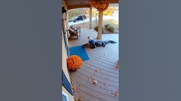Toddler Rides an Alligator on the Porch?! 😱 Parents Scream in Panic | Caught on Security Camera”🔥