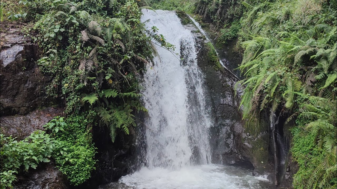 MANGUYO FOREST | Aberdare National Park
