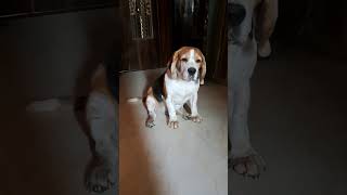 Breezer my beautiful baby #video #viral #sorts ❤️