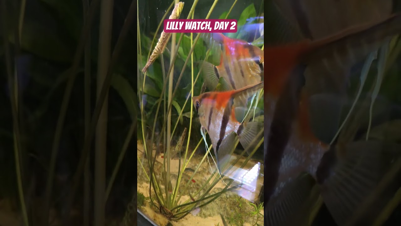 Watch This Lily Grow Day by Day!