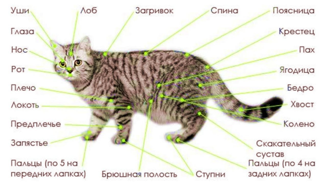 Заболевания кошек (рассказывает ветеринар Александр Шабейкин)
