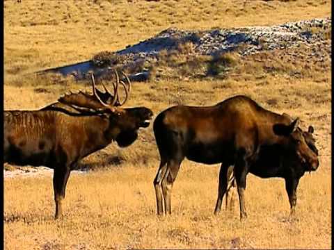Vidéo: Vidéo: Pour L'amour De Dieu, éloignez-vous Des Animaux Sauvages à Yellowstone - Réseau Matador