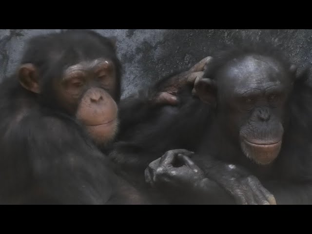ヤマネとチンパンジー Chimpanzees 🌸 Glenn family lunch time 🍎 Los Angeles zoo - YouTube