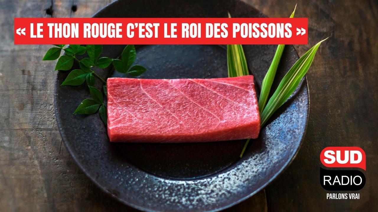 "Le thon rouge c’est le roi des poissons" : Les conseils du chef Denis Martin pour bien le cuisiner