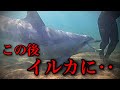 【実話】イルカに○される！？福井県で人を襲いまくる野生イルカとは？