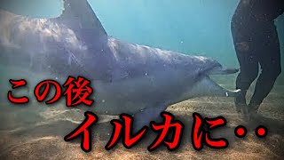 【実話】イルカに○される!?福井県で人を襲いまくる野生イルカとは?