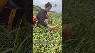 धान तो हरा है, फिर भी दीदी काट रही हैं! वजह सुनकर हैरान रह जाओगे | #TraditionalFarming