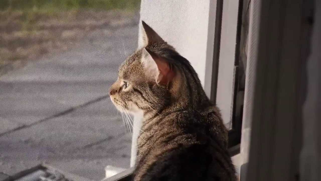 Cat looks out the open window for the first time in the new home ...