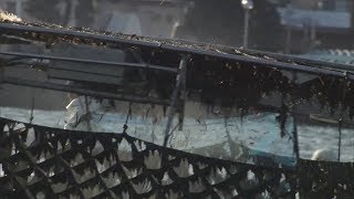 この先も瀬戸内海と㉖ 養殖ノリの生産量が激減　栄養不足に加え暖冬の影響も…香川