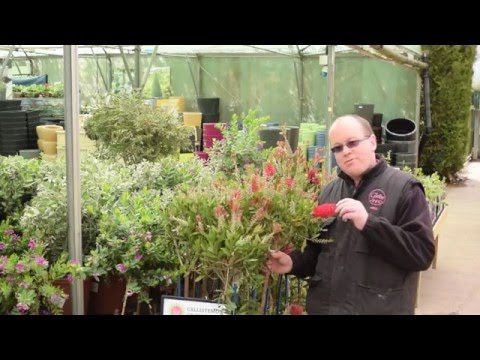 Video: Flaskborste Plantbeskärning och skötsel: Hur man odlar en flaskborste