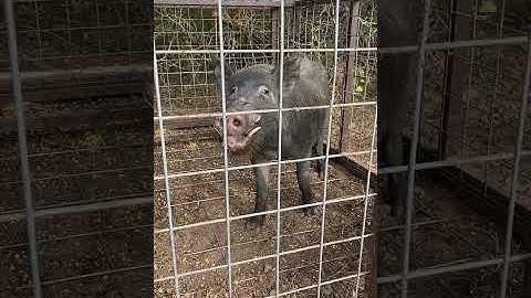 Hog trap