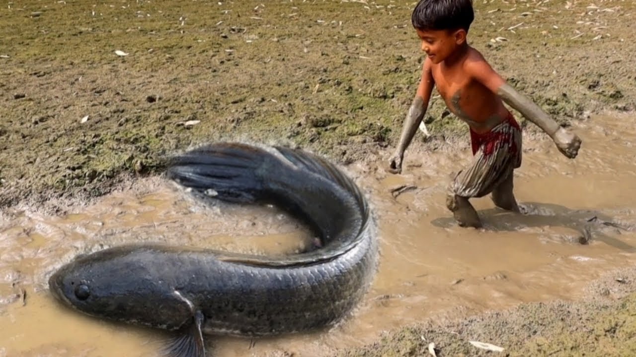 Wow! Amazing little girl hunting fish by hand in mud ছোট্ট মেয়েটির