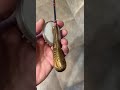 Безмотылка #зимняярыбалка #fishing #рыбалканафидер #удочкиручнойработы #рыбалка