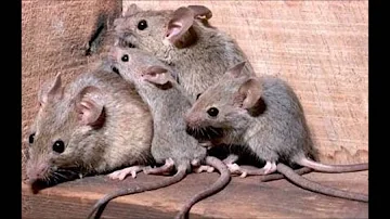 ¿Pueden enfermar los ratones?