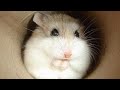 Russian Campbell Dwarf Hamster