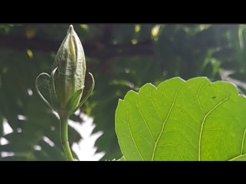 ANG DAMING BULAKLAK ANG GUMAMELA KO NGAUN March 24, 2026