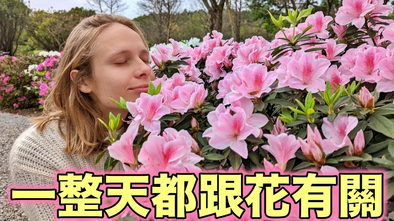 台北季節限定 外國人看到超興奮！免費抽iPhone和五星級住宿！台北杜鵑花季 | Win An iPhone By Enjoying Flowers? Taipei Azalea Festival