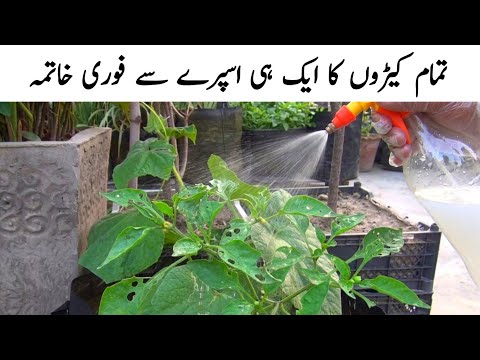 kide maar spry|how to make insecticide and pesticide spray 
