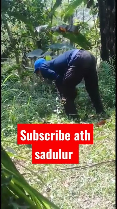 cara ngarit yang salah‼️ ngarit juga ada ilmunya lur #shorts