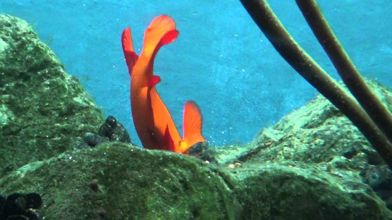 Garibaldi fish YouTube