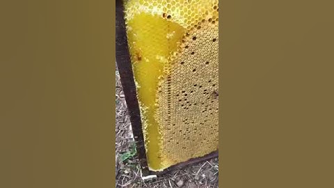 Mật ong bạc hà nguyên chất đặc sản Cao Nguyên đá Hà Giang