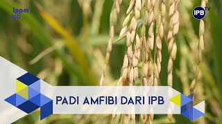 IPB Pedia: IPB 9G Rice, an Amphibious Upland Rice Variety