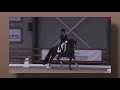 2 LDR/Hyperflexion/Rollkur  trainiertes Pferd in einer Prüfung