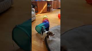 Beagle puppies take down the CAT...and it's thirsty work!! #beagle #beagledog #dog