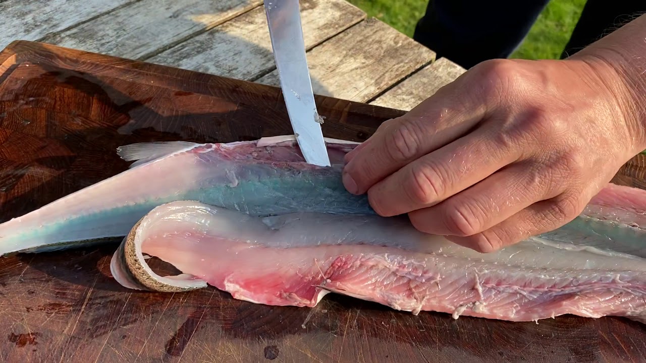 Filetering af hornfisk