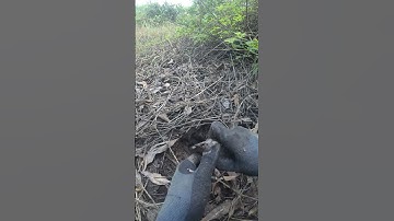 Cá Trê Vàng Vào Mùa Khô #Shorts