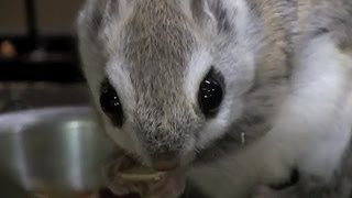 エゾモモンガのハニーちゃん~Russian flying squirrel
