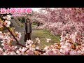 【京都賞櫻】2019 京都・櫻花季系列 京都最早開的櫻花！淀水路河津櫻