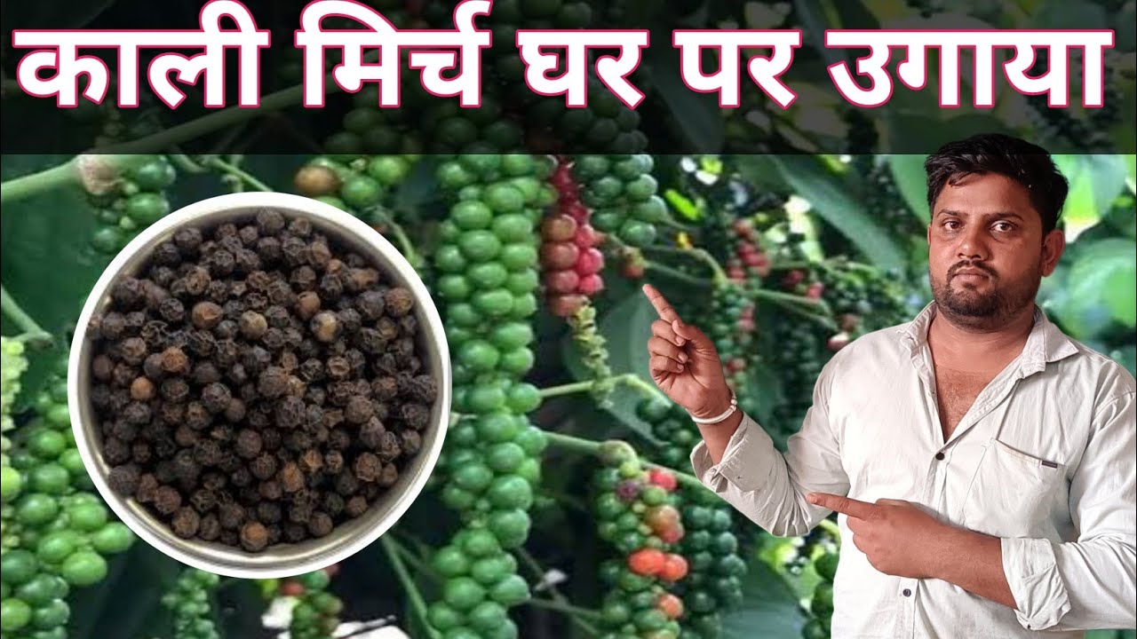 काली मिर्च की खेती Black Pepper घर पर उगाए kali Mirch plant
