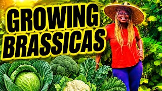 Before You Plant ANOTHER Brassica Look At This It Could be Black Roots ‼️