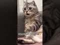 Hilarious Cat Moments You Can't Miss! 😹